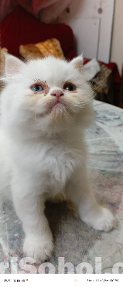 Odd eyes kitten